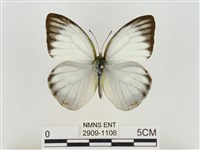 淡褐脈粉蝶藏品圖，第1張