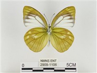 淡褐脈粉蝶藏品圖，第2張