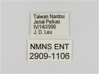 淡褐脈粉蝶藏品圖，第3張