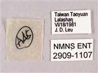 田中洒灰蝶藏品圖，第3張