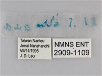 小雙尾蛺蝶藏品圖，第3張