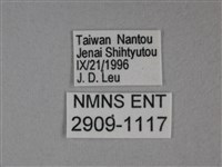 枯葉蝶藏品圖，第3張