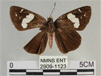 曲紋袖弄蝶藏品圖，第1張