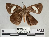 曲紋袖弄蝶藏品圖，第2張