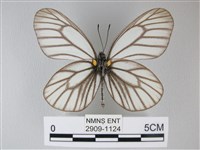 白絹粉蝶藏品圖，第2張