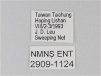 白絹粉蝶藏品圖，第3張