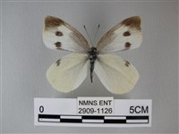 白粉蝶、紋白蝶藏品圖，第1張
