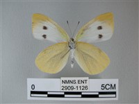 白粉蝶、紋白蝶藏品圖，第2張