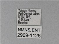 白粉蝶、紋白蝶藏品圖，第3張