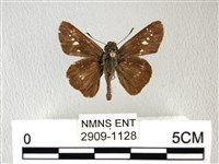 禾弄蝶藏品圖，第1張