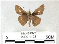 禾弄蝶藏品圖，第2張