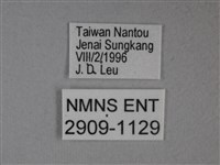枯葉蝶藏品圖，第3張