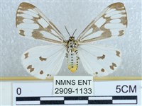 粉蝶燈蛾藏品圖，第1張