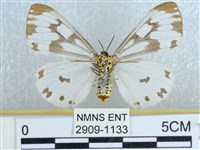 粉蝶燈蛾藏品圖，第2張