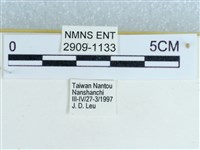 粉蝶燈蛾藏品圖，第3張