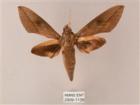 藏斜紋天蛾藏品圖，第1張