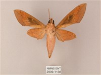 藏斜紋天蛾藏品圖，第2張