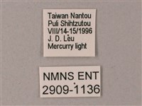 藏斜紋天蛾藏品圖，第3張