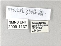 禾弄蝶藏品圖，第3張