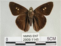 圓翅絨弄蝶藏品圖，第1張