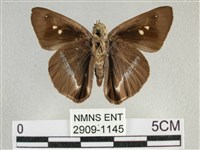 圓翅絨弄蝶藏品圖，第2張