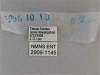 圓翅絨弄蝶藏品圖，第3張