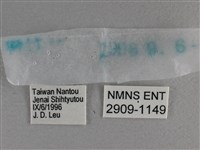 寬邊橙斑弄蝶藏品圖，第3張