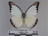 異色尖粉蝶藏品圖，第1張