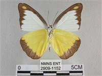 異色尖粉蝶藏品圖，第2張