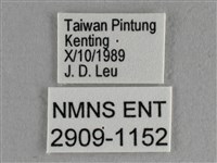 異色尖粉蝶藏品圖，第3張