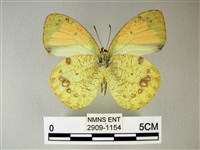 異粉蝶、雌白黃蝶藏品圖，第2張