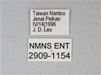 異粉蝶、雌白黃蝶藏品圖，第3張