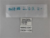 黑星弄蝶藏品圖，第3張