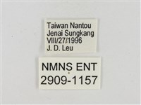 尖翅星弄蝶藏品圖，第3張