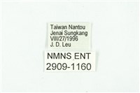 黃斑弄蝶藏品圖，第3張