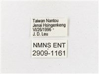 黃斑蔭眼蝶藏品圖，第3張