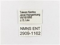黃斑蔭眼蝶藏品圖，第3張