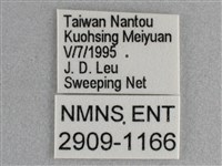 細帶環蛺蝶藏品圖，第3張