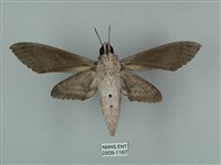 蝦殼天蛾藏品圖，第2張