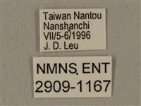 蝦殼天蛾藏品圖，第3張