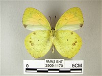 異粉蝶、雌白黃蝶藏品圖，第2張