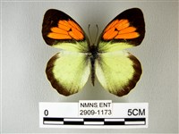 異粉蝶、雌白黃蝶藏品圖，第1張