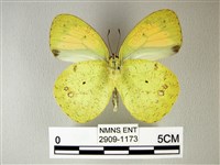 異粉蝶、雌白黃蝶藏品圖，第2張
