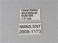 異粉蝶、雌白黃蝶藏品圖，第3張