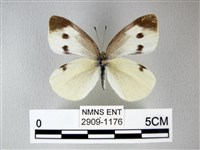 白粉蝶、紋白蝶藏品圖，第1張