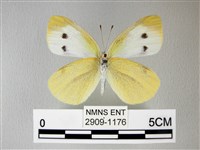 白粉蝶、紋白蝶藏品圖，第2張