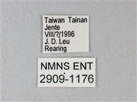 白粉蝶、紋白蝶藏品圖，第3張