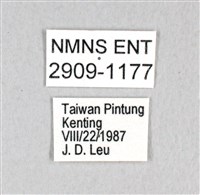 翠斑青鳳蝶藏品圖，第3張