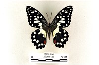 花鳳蝶、無尾鳳蝶藏品圖，第1張