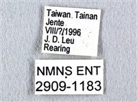 花鳳蝶、無尾鳳蝶藏品圖，第3張